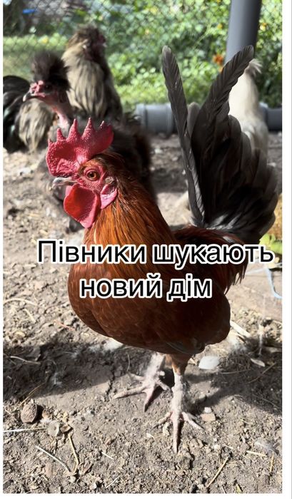 Продам півнів бентамки кохіни пухові