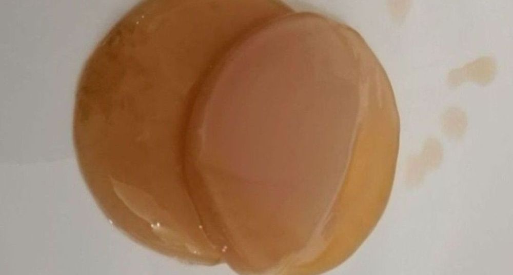 Grzybek kombuchy do samodzielnej hodowli - wysyłany zabezpieczony w za