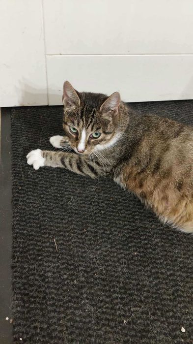 kotka zielonooka przybłąkała się w Borowej koło Koluszek