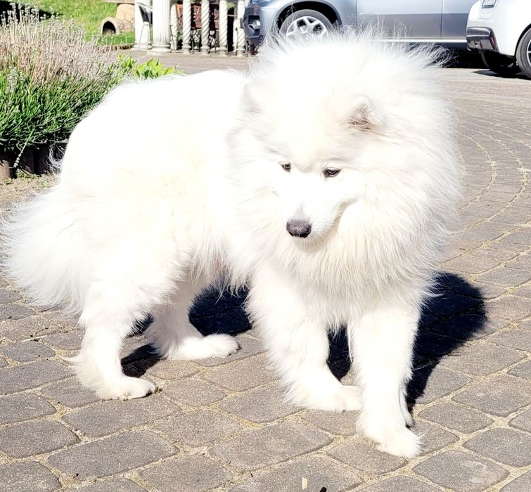 Samoyed szczeniak