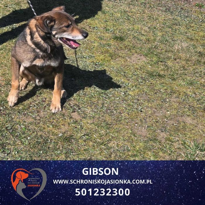 Gibson-Schronisko Jasionka