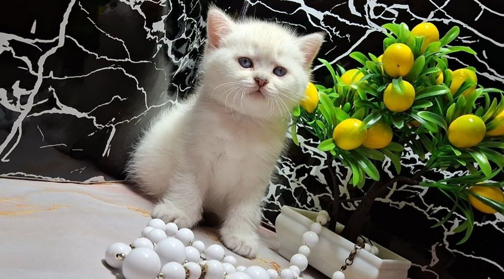 Шотландский котёнок