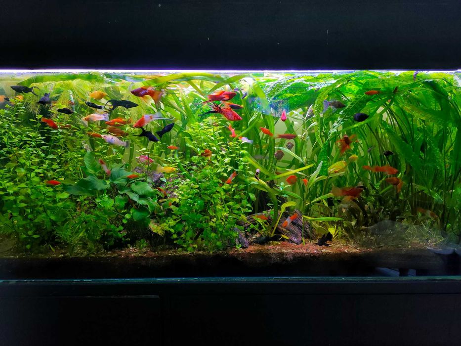 Rybki akwariowe mieczyki , molinezje itp.