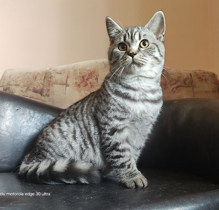 kot  szkocki , srebrny pręgowany