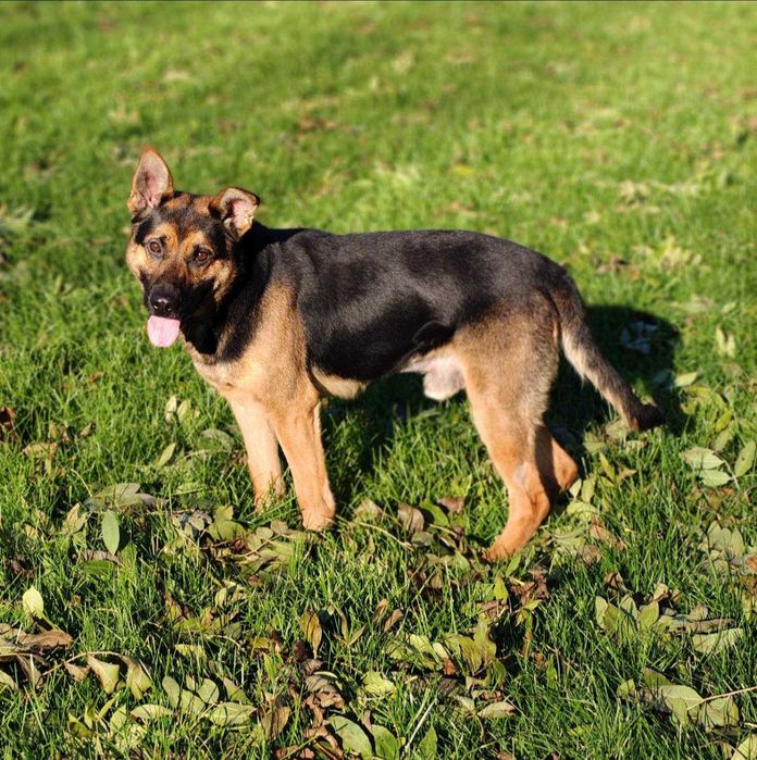 Grzesio czeka na swój dom