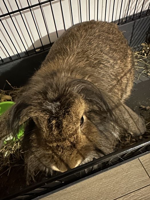 Продам кролика декоративного