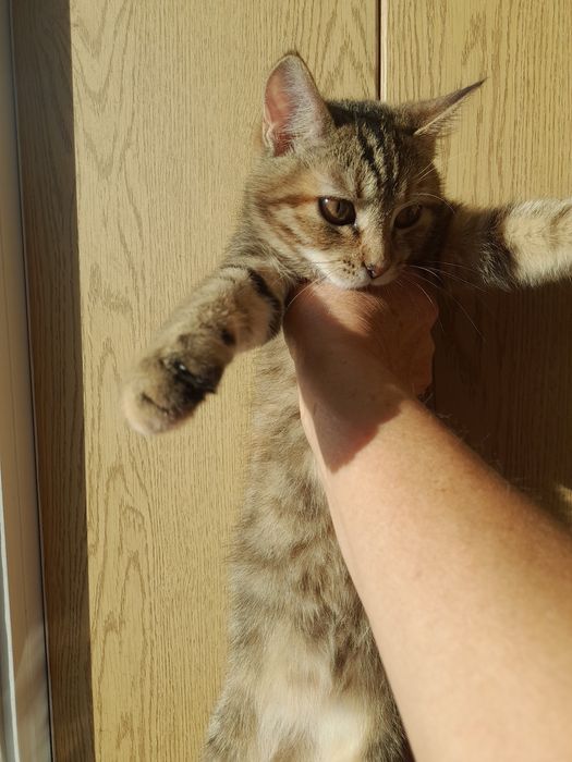 віддам в добрі руки кошенятко