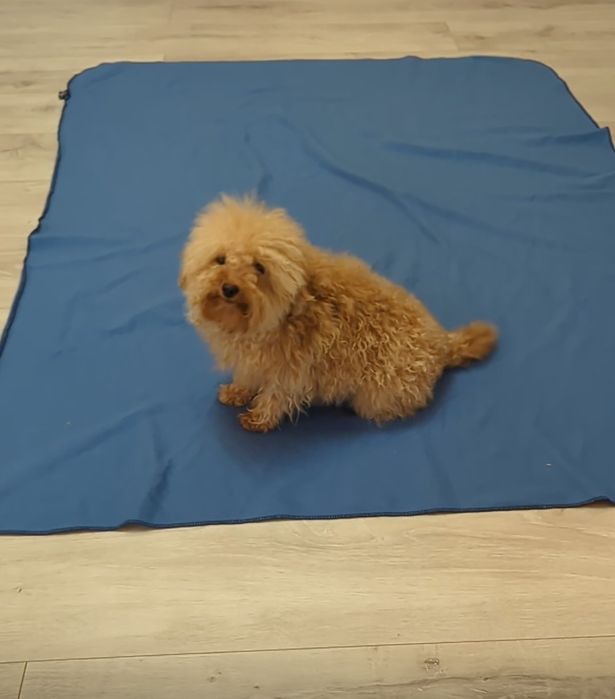 Мини девочка мальтипу  1,6 кг