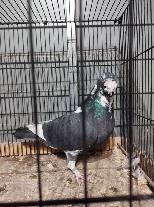 Gołębie pocztowe staropolskie