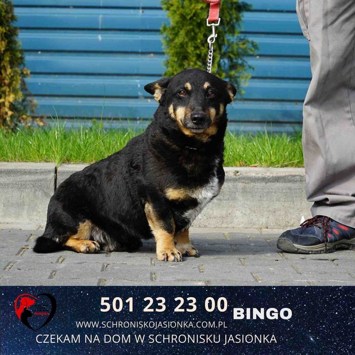 BINGO do adopcji – Schronisko Jasionka