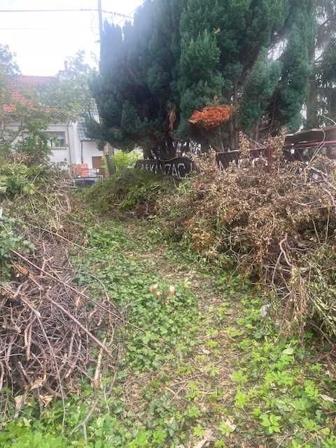 Oddam gałęzie z różnych drzew