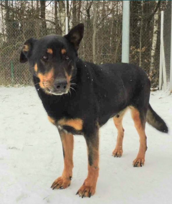 Pokochaj zwykłego kundelka.