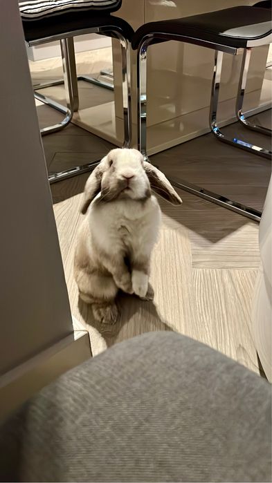Królik mini lop niebieskie oczy