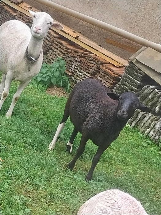 Tryki i Owce kameruńskie