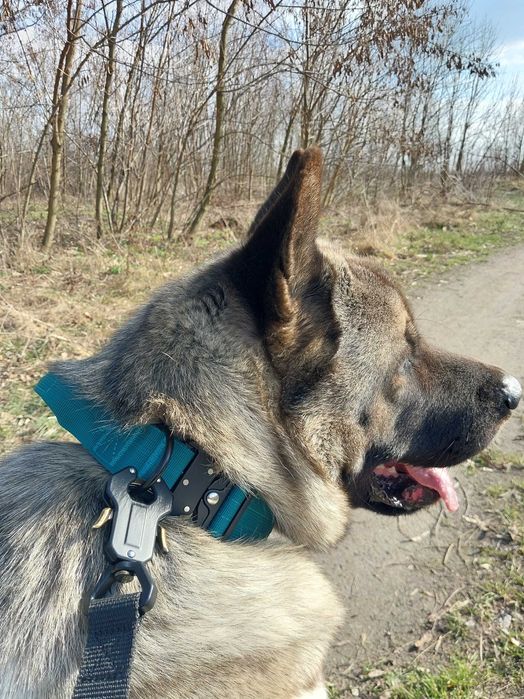Ошейник с ручкой и застежкой тактический для собак