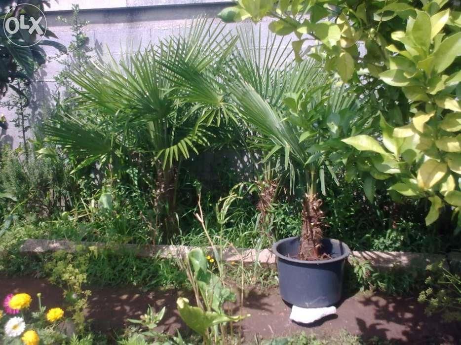 Palmeiras com tronco peludo