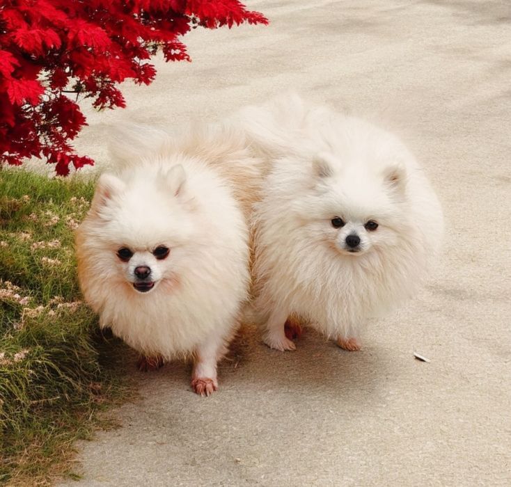 Lulu da Pomerânia menino