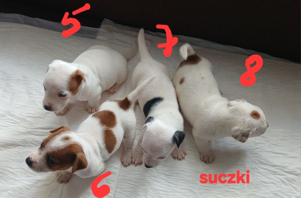 JACK RUssell Terrier