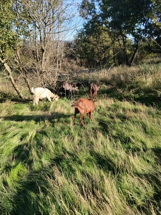 Cabras de varias idades e varias raças