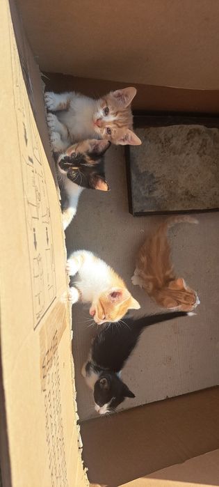 Kotki do wydania