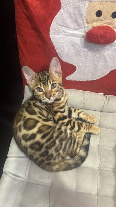 Бенгальские котята