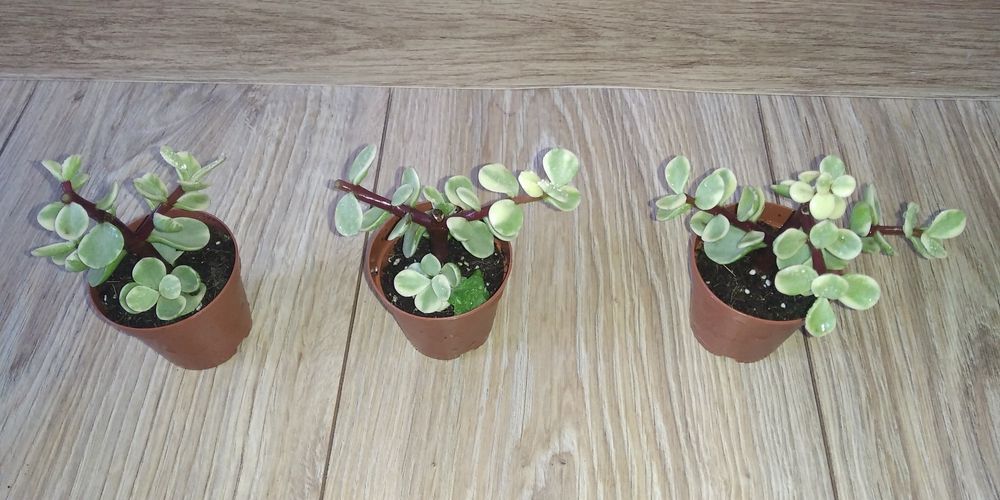 Крассула,грошове дерево,портулакарія