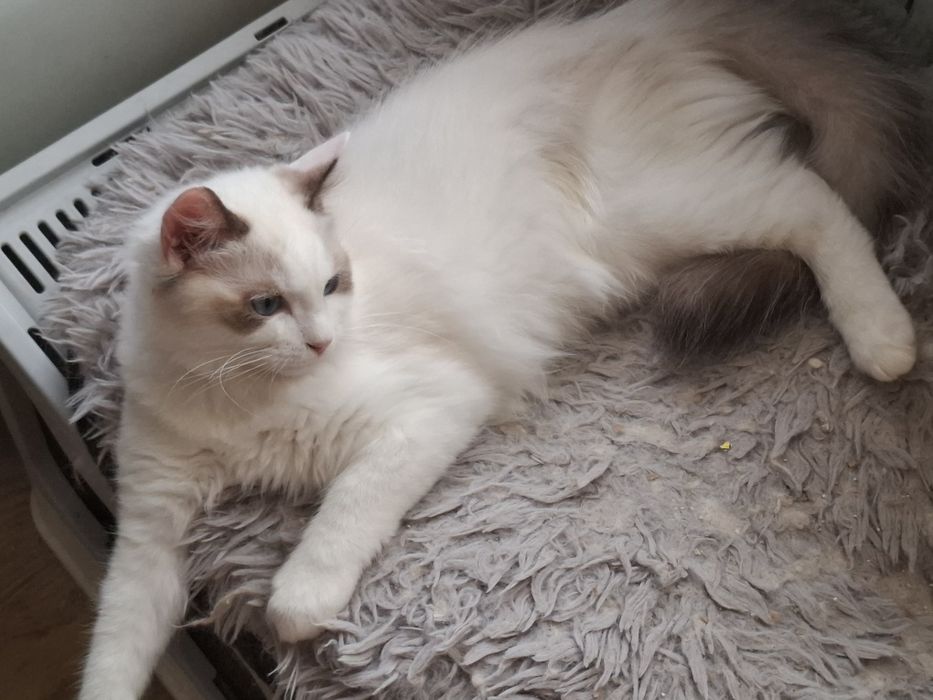 Kocurek Ragdoll.