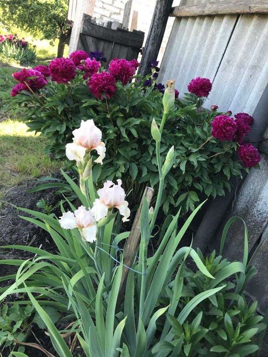 Продам дачу з великою ділянкою в селі Гірманка, Чернігівський район