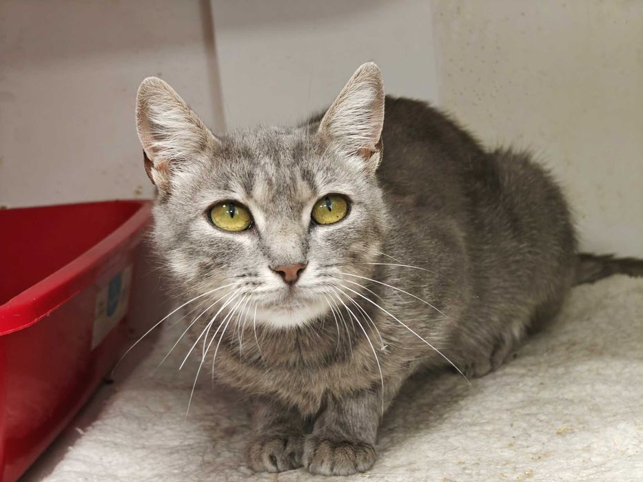 Допоможіть милій кицюні Греї, щоб не довелося їй виживати на вулиці!