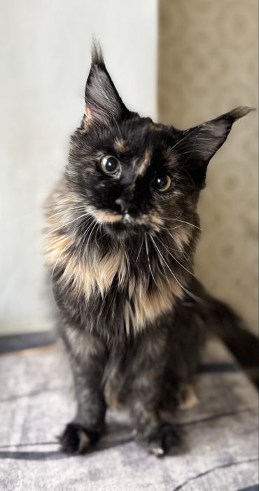 скидки новогодние мейнкуны с документами,вакцинированы,разные окрасы