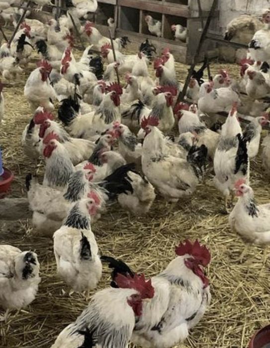 Інкубаційні яйця несушок