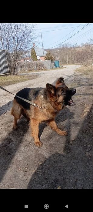 Щенки длинники из питомника.