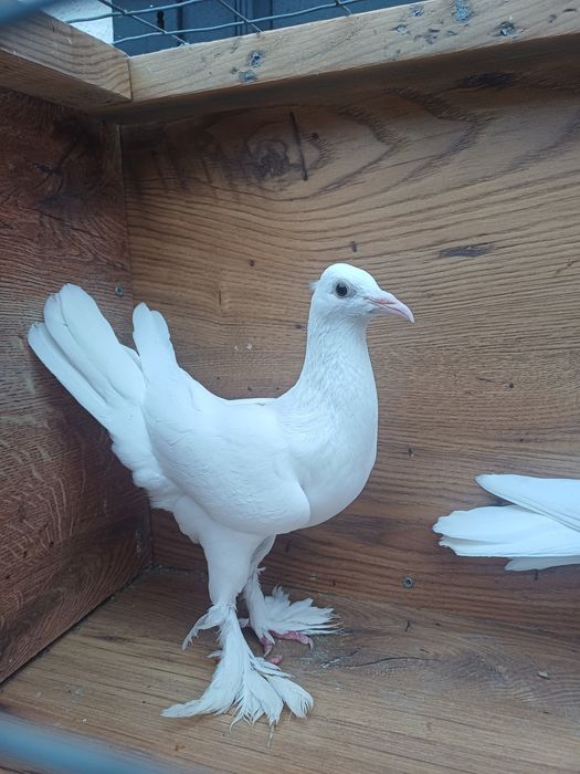 Golebie ozdobne Bociany