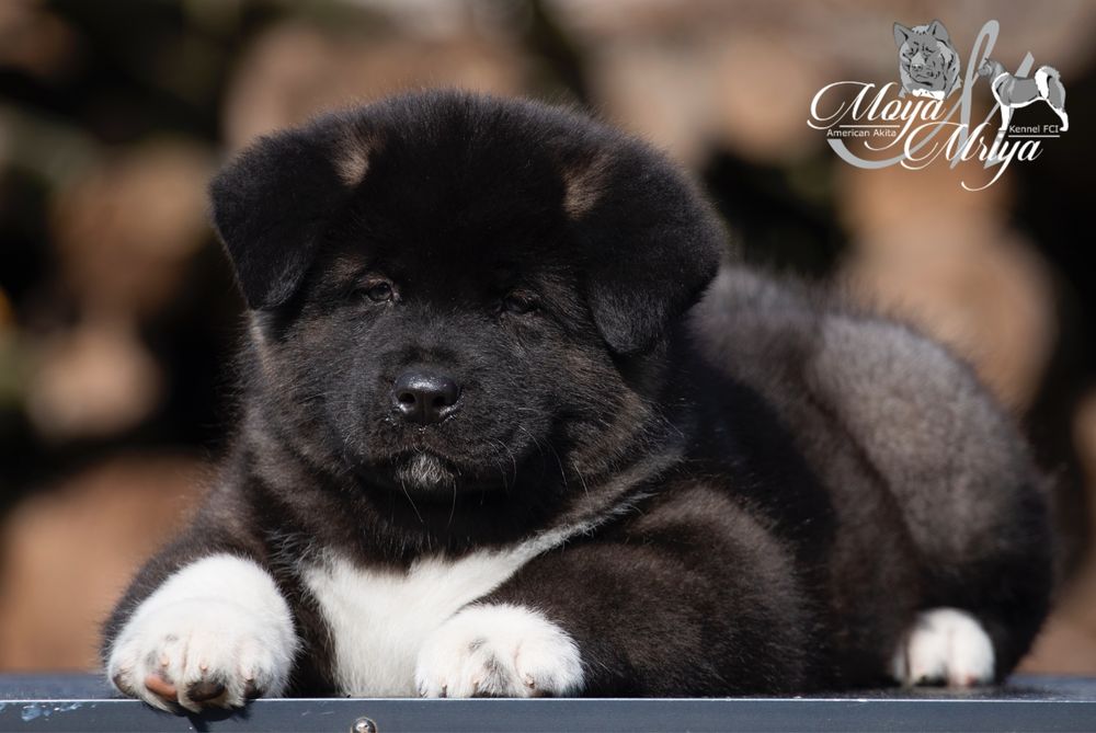Американська акіта/ американская акита/ american akita
