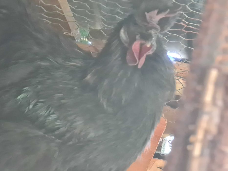 Galos pra trocar de capoeira