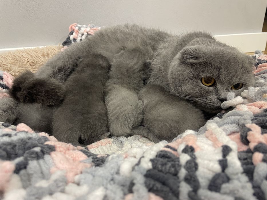 Кошенята Британські