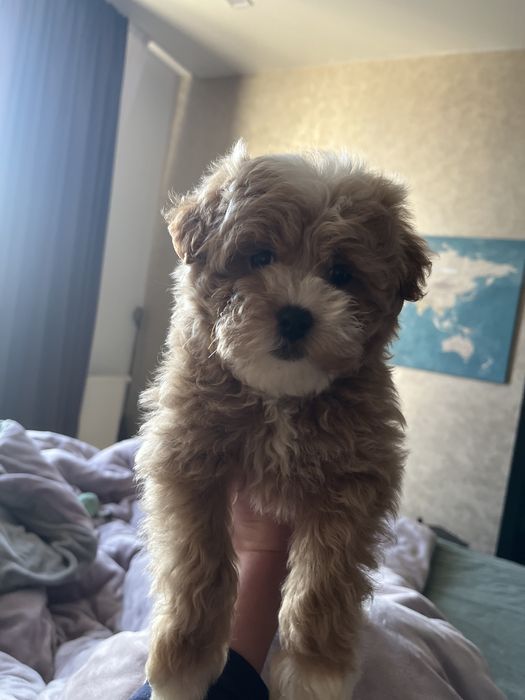 Міні Хлопчик Мальтіпу ф1