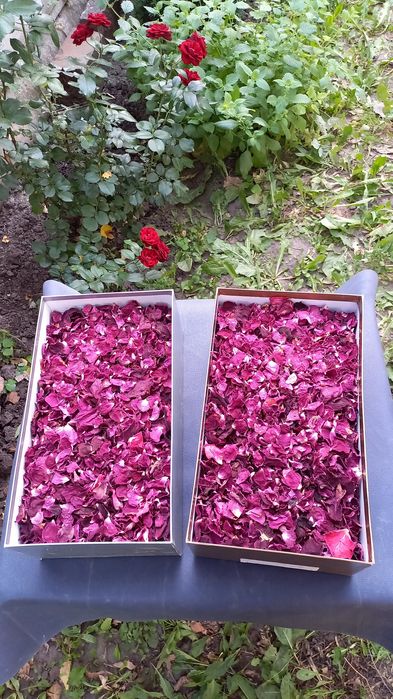 Пелюстки висушені   садової  червоної троянди