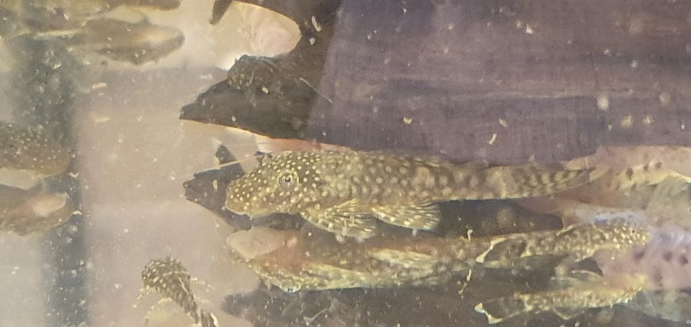 Zbrojnik (L144) Ancistrus Glonojad