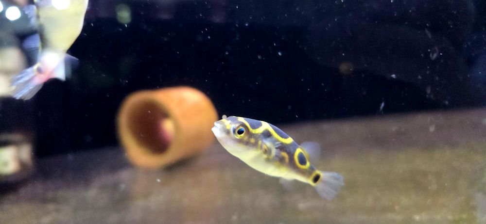 Kolcobrzuch dwuplamy/ Kolcobrzuch z ósemką (Tetraodon biocellatus)