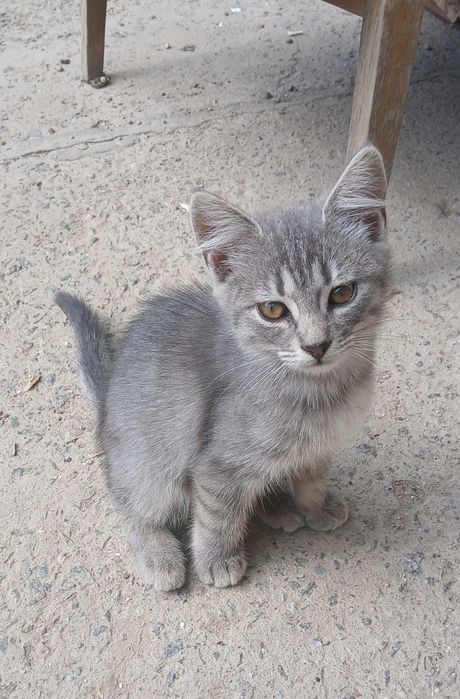 Кошенята шукають родину