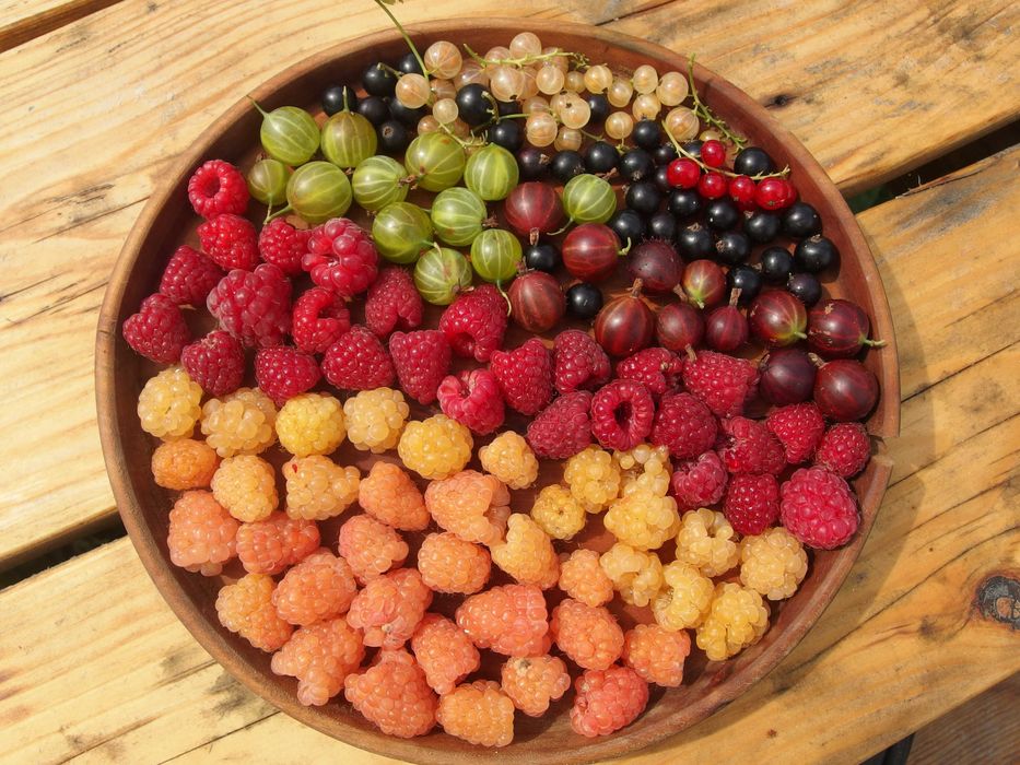 дерево-сад, яблуня, слива на дичці/саджанці/прищепи живці дерев