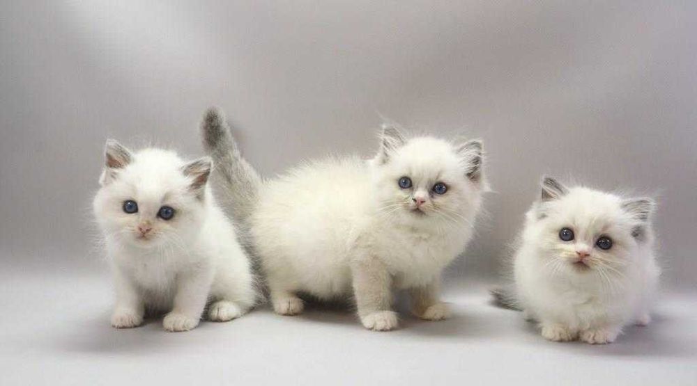 Коли вдома є регдолл — там завжди тепло