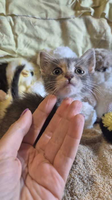 Котята кошенята котики