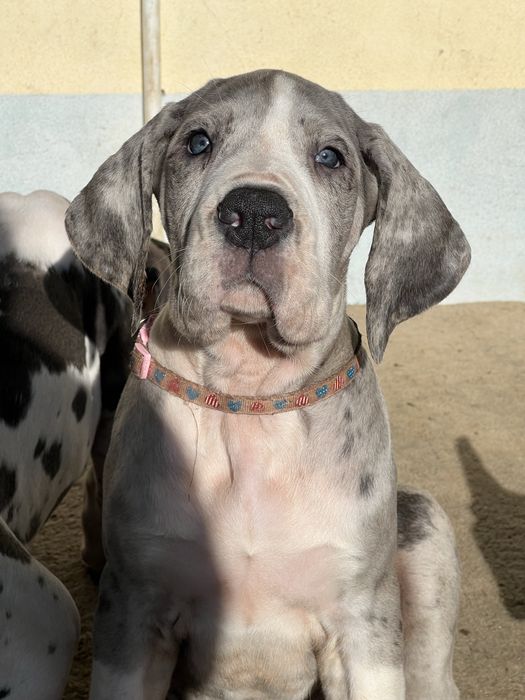 Dogue alemao merle com Lop