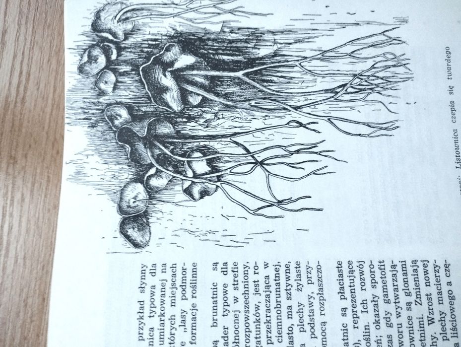 Życie Morza Kazimierz Demel