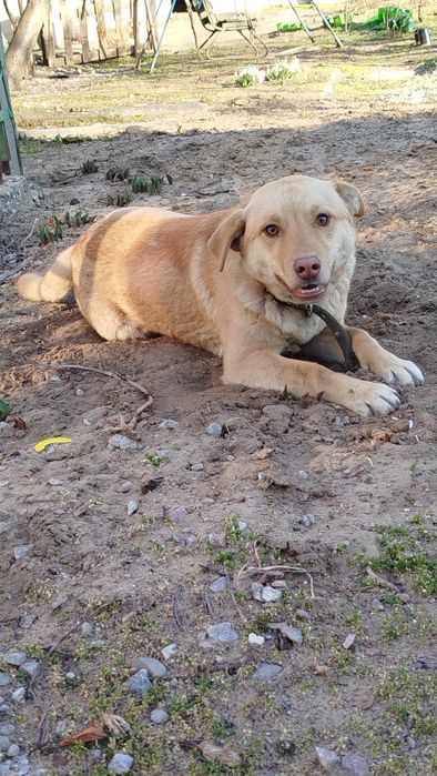 Віддам дорослих песиків