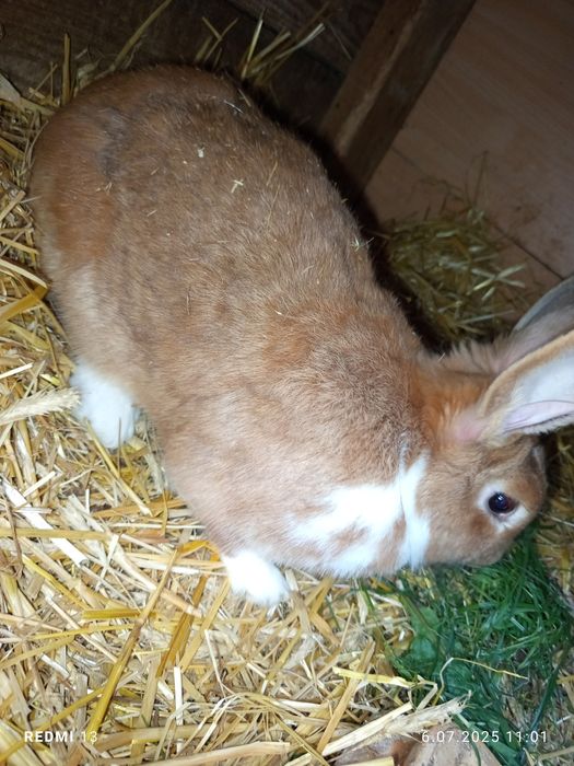 Króliki samice trzy sztuki