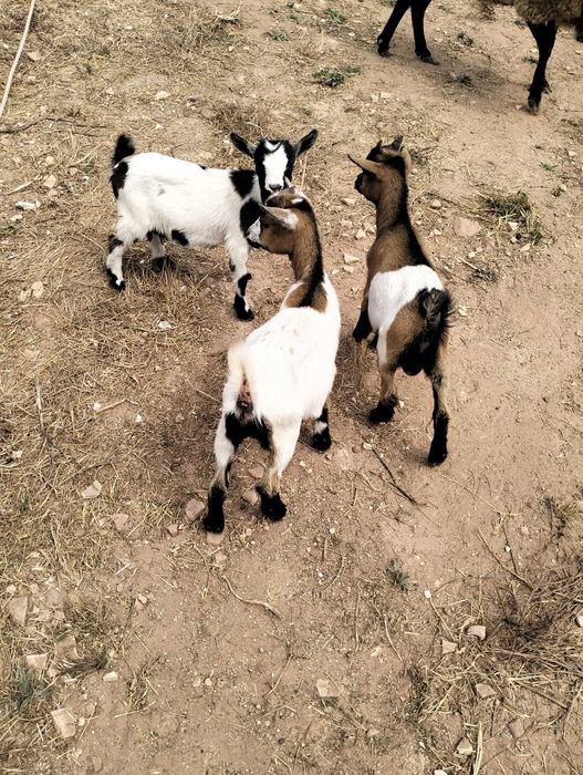Cabras anãs trio