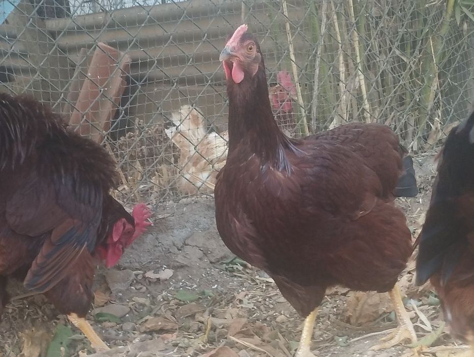 Ovos para incubação